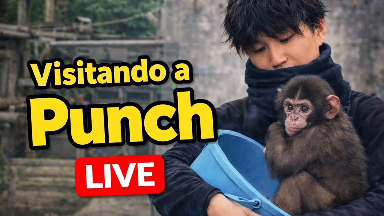 Visitando al mono más famoso de Japón PUNCH