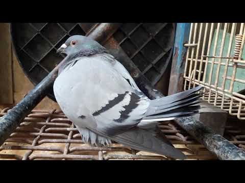 母鴿生蛋