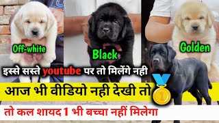 OFFER OF THE MONTH | Extraordinary labrador puppies in 3 colors | Low price labrador