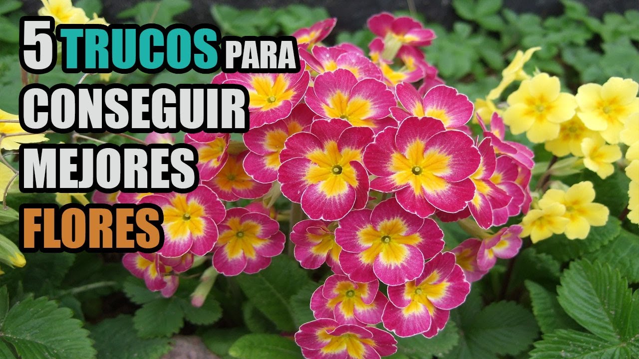 5 TRUCOS PARA AUMENTAR Y MEJORAR LA FLORACION EN LAS PLANTAS