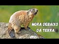 LOUCURA! VOCÊ NÃO VAI ACREDITAR!!! AS MARMOTAS SÃO BICHOS BEM DIFERENTES QUE VIVEM NO CHÃO!