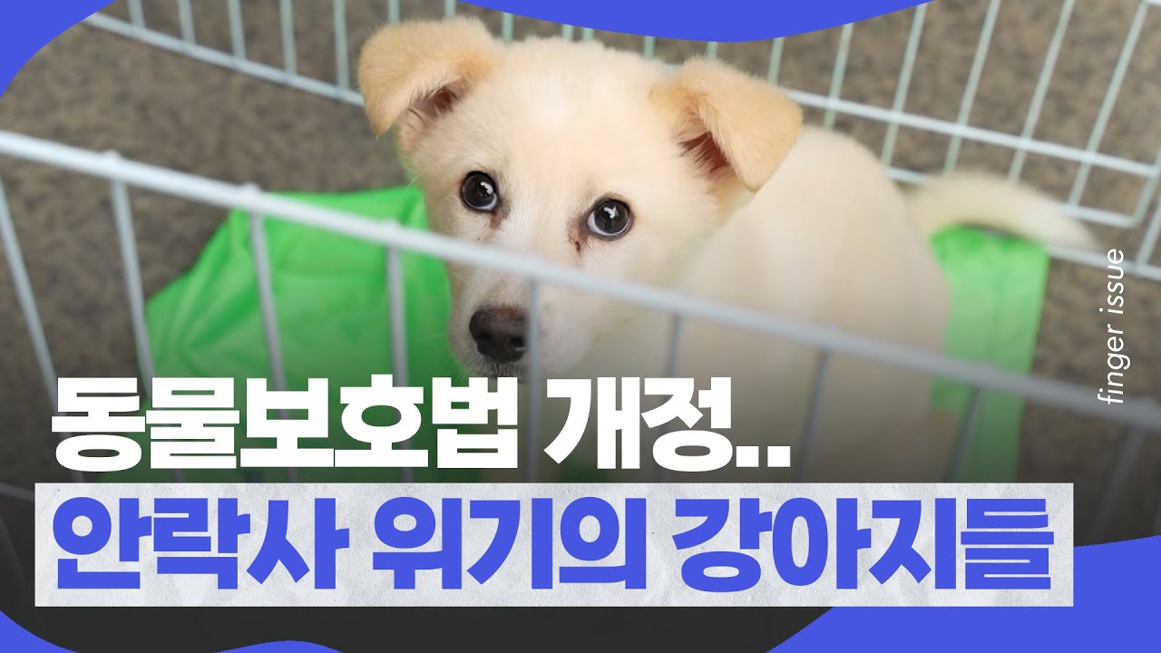 동물보호법 개정으로 안락사 위기에 처한 동물들 | 핑거이슈 동물보호법 개정으로 안락사 위기에 처한 동물들 | 핑거이슈