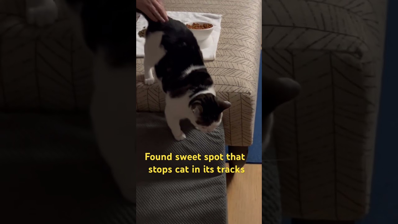 Why is this cats sensitive spot 