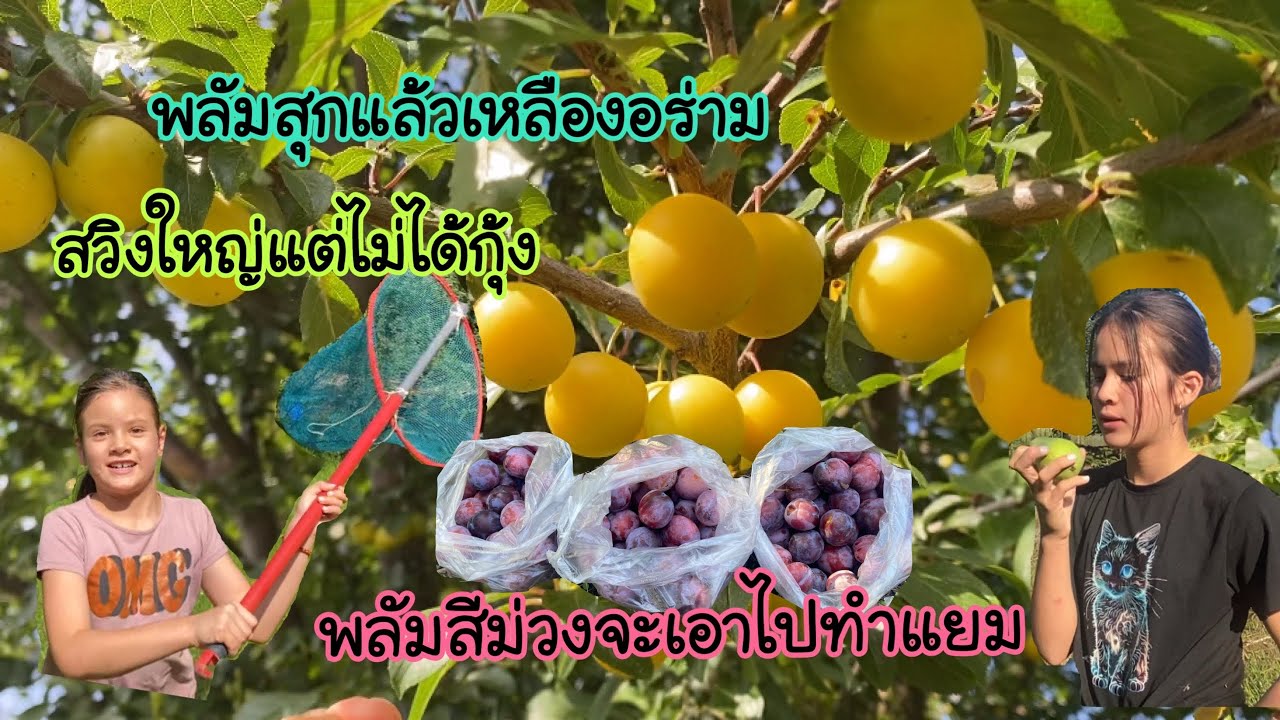 ผลไม้บ้านเราเริ่มสุกแล้วมีเยอะมากโดยเฉพาะลูกพลัม/ พาเด็กๆไปทะเลไปตักกุ้ง