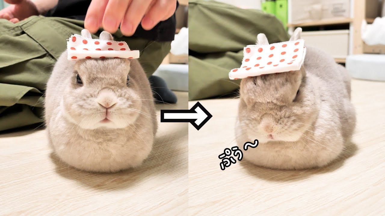 頭に入浴用のタオルを乗せてあげると気持ちよくなってぷぅぷぅ言い出すうさぎさんがかわいい