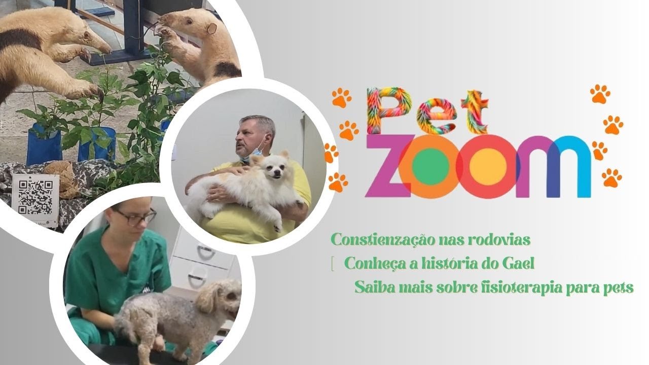 Vamos conhecer fisioterapia para pets. Fazer amizade com AUmigo Gael. Conscientização nas rodovias.