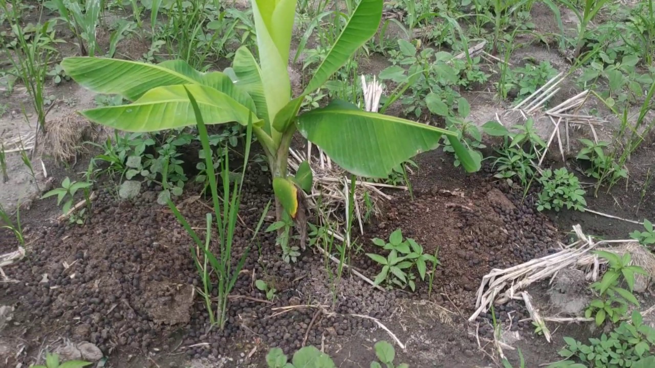 Rahasia budidaya pisang 