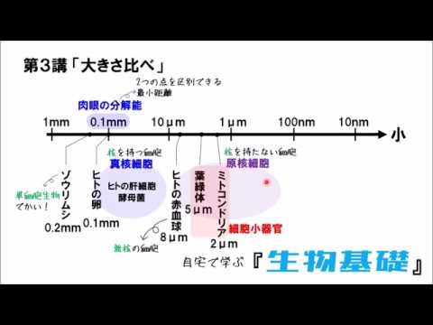 覚え方 細胞小器官