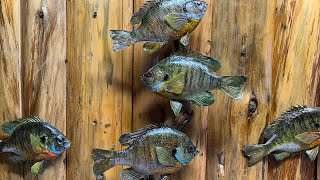 Bluegill Fish Taxidermy… Loose Scales and Tails.. NO PROBLEM!!! Part 9