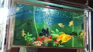 My Aquarium (Putra Ariana) / Ikan Mas Koki / Goldfish