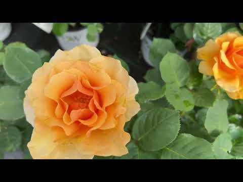 Wideo: Rose Amber Queen: cechy techniki rolniczej i sadzenia