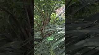 Download Lagu costarika themba 23 bulan 💪 #sawit #sawitbuahpasir #palmoil #themba MP3