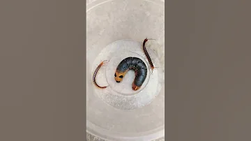 Centipedes And Caterpillar V312 