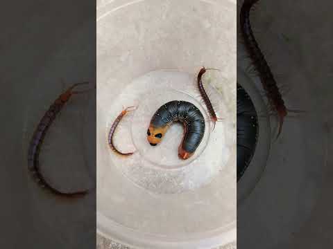 Video: Ano Ang Mga Spanworm – Matuto Tungkol sa Pamamahala ng Mga Spanworm Sa Hardin