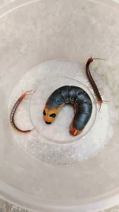 Centipedes and Caterpillar V312