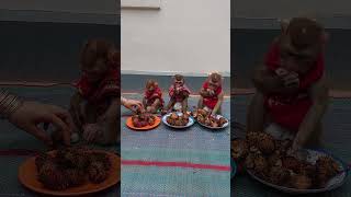 Jana Shusy & Pruno Very Happy To Eat Rambutan Outside #cute #viralreels #viralshort