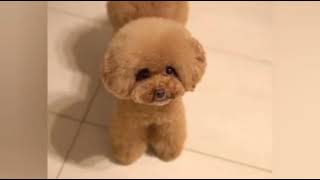 Dog Vi̇deos So Funny Moments Komi̇k Köpek Vi̇deolari Çok Tatli