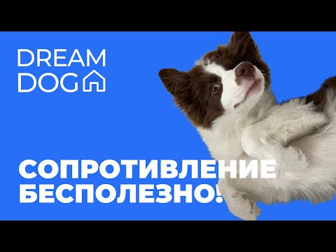 Приучить к процедурам 🐶 Отучить собаку сопротивляться обработке 🐕 Научить щенка терпеть хозяина 🐩