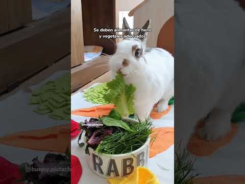 5 Cosas que debes saber antes de tener un conejito mascota 💖🐰