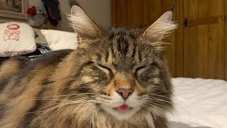 Silly Cat FORGETS His TONGUE!! by Maine Coon Central 567 views 3 weeks ago 57 seconds