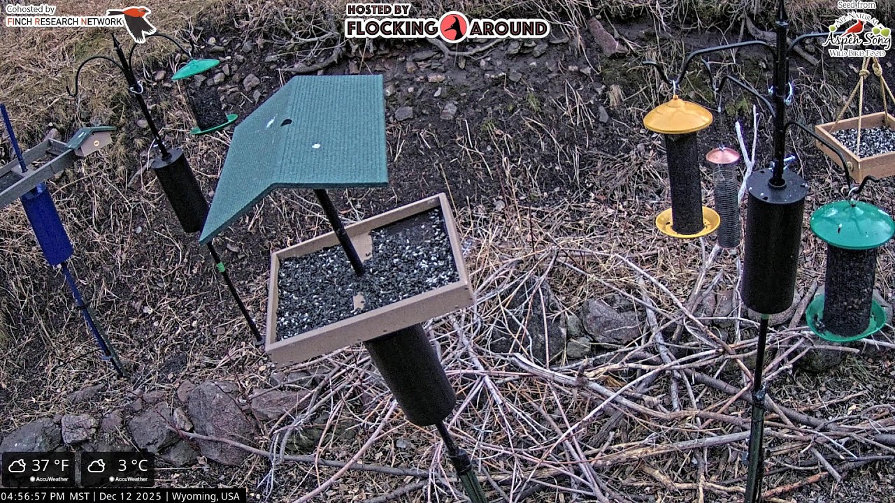 12/12/2025 - Bird Feeder Livestream from Flocking Around HQ