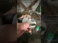 Sugar Glider সুগার গ্লাইডার এর দাম বাংলাদেশ #shorts #short #shortvideo #shortsfeed