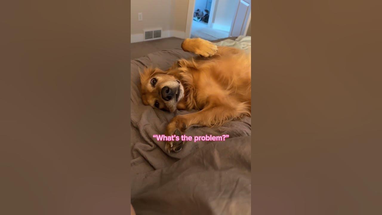 i-wonder-why-my-back-hurts-every-morning-goldenretriever-dog-youtube