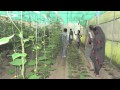 Chinmaya Organization for Rural Development - Farm Sector