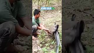 Download Lagu Lepas Liarkan KUAU RAJA 🦚 #burunglangka MP3