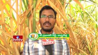 High Yield Sugarcane Cultivation |  Guava Varieties - Farming Techniques  | Nela Talli | HMTV