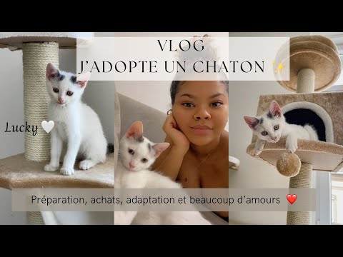 Vidéo: La vie avec les chats sibériens: mon expérience avec l'adoption