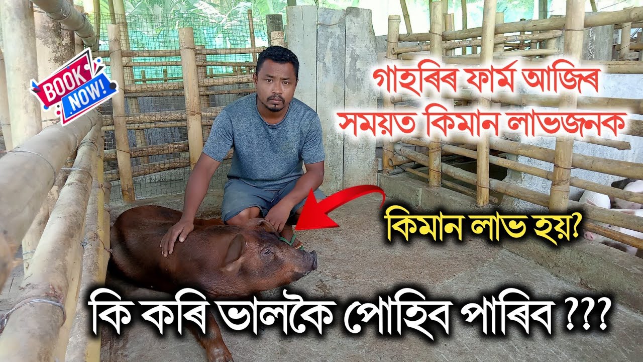 Pig Farm In Assam Assamese pig-farm-in-assam-assamese