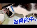 【ねこ動画】しゃーなしでちょっと掃除してくれる猫がこちら