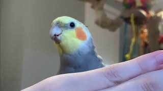 Adorable Cockatiel Playing Peekaboo! || SWT #shorts by Soaring Wings Flock 1,440 views 2 years ago 15 seconds