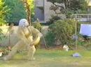 コンソメパンチCMの犬