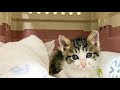 로드킬로 어미냥이 죽은지 5일만에 새끼냥이들이 구조 되었어요#3 The kittens were rescued five days after Rodkil's mother died #3