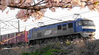 今日の貨物列車　東海道本線8057レ 名古屋タ～熊本　満開の桜と貨物列車‼　九州トヨタの懐かしい映像です♪