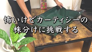 映画レオンの植物 怖いけどカーティシーの株分けに挑戦する アグラオネマを育てる Youtube