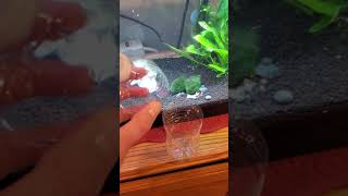 Simple Aquarium Snail Trap