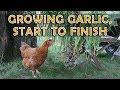 Growing Garlic, Start to Finish