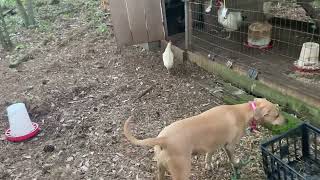 Pepper Ann the Lacy Dog snoot boops a chicken back into the chicken pen