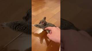 Galago.#animal #animais #animals #bicho #curioso