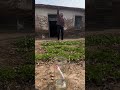 Tirar flechas, la abuela jugó toda la tarde #juego de tiro de flechas #vida rural