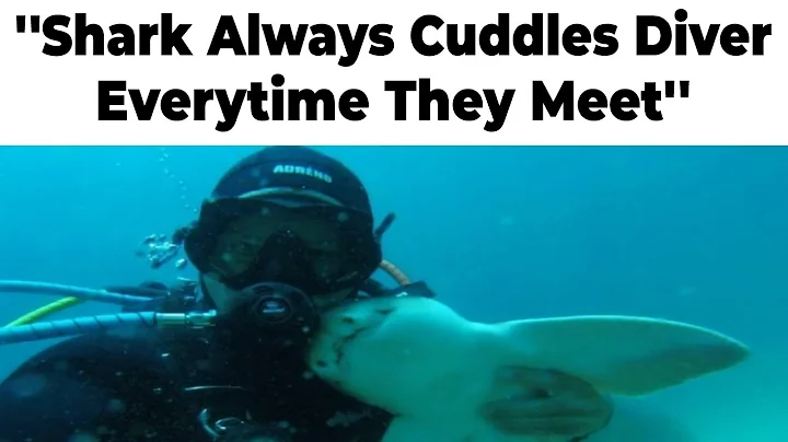 The Most Wholesome Memes