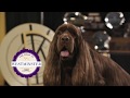 Road to Westminster (RTW): Bean, The Sussex Spaniel の動画、YouTube動画。