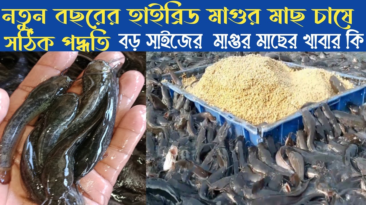 নতুন বছরের হাইব্রিড মাগুর মাছ চাষে সঠিক পদ্ধতি। বড় সাইজের হাইব্রিড মাগুর মাছের খাবার কি।