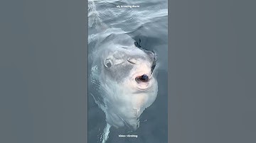 Why Do Fishermen Throw This Giant Fish Back Into the Ocean? #Animal #AnimalFacts #MarineLife