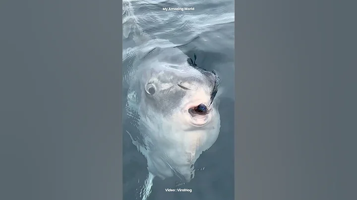 Why Do Fishermen Throw This Giant Fish Back Into the Ocean? #Animal #AnimalFacts #MarineLife thumbnail
