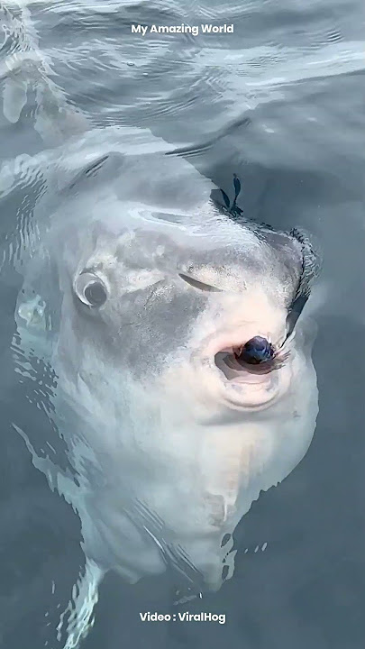 Why Do Fishermen Throw This Giant Fish Back Into the Ocean? #Animal #AnimalFacts #MarineLife