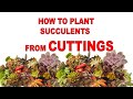 HOW TO PLANT SUCCULENTS FROM CUTTINGS